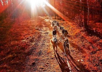 a group of dogs walking in forrest