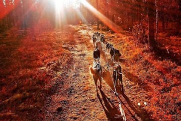 a group of dogs walking in forrest