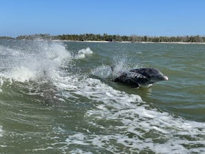 Dolphin Jumping south of Marco Island