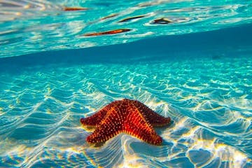 a starfish on the sand on a body of water