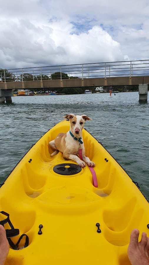 a dog sitting on a boat in the water
