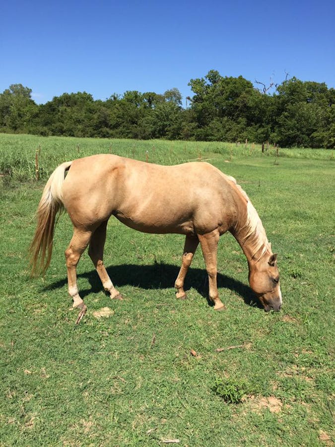 a brown horse grazing in a field eating grass