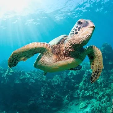 A sea turtle in Maui, Hawaii