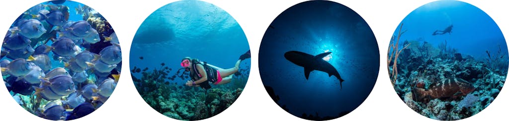 photos of fish and scuba divers