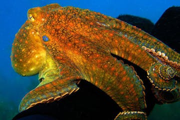 a photo of an octopus underwater