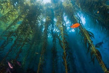 underwater view of a kelp forest