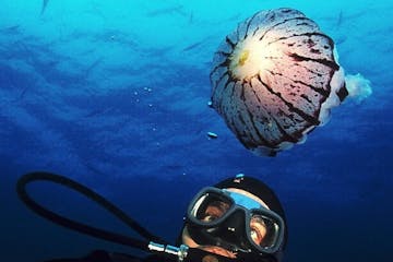 a jellyfish near a diver