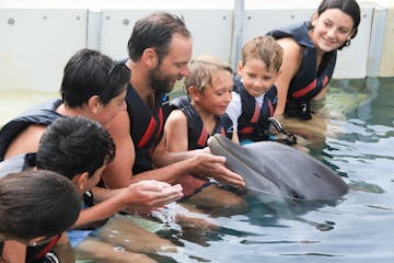 Dolphin interaction of a family wearing wetsuits in the pool.