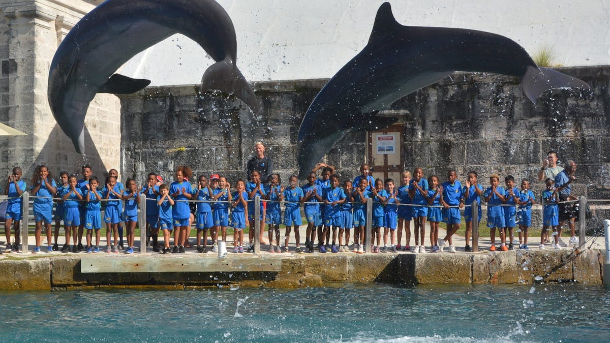 Dolphins leaping out of the water in front of little children wearing blue shirts and pants together with their crew.