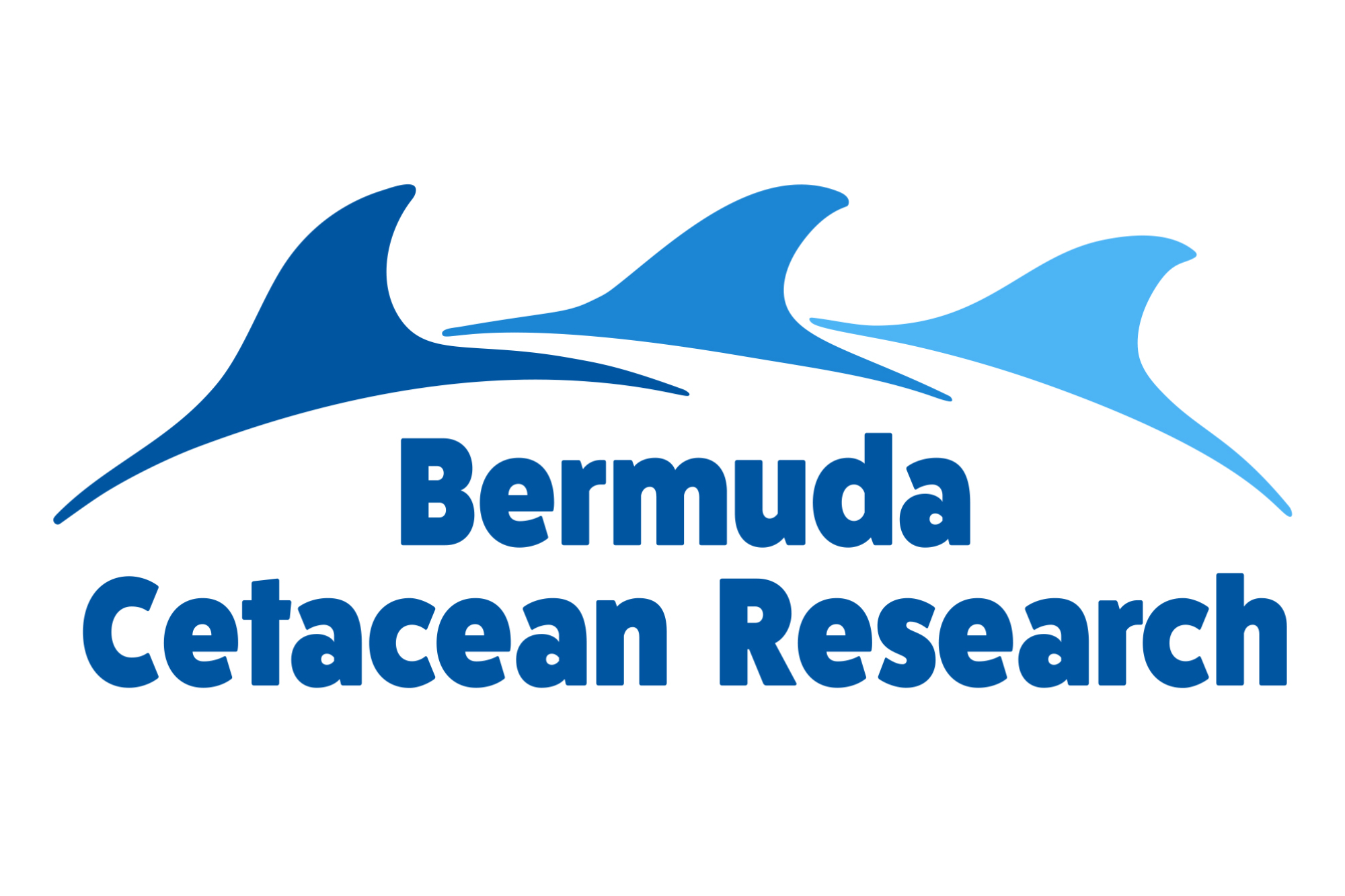 Bermuda Wild Dolphin Project | Dolphin Quest