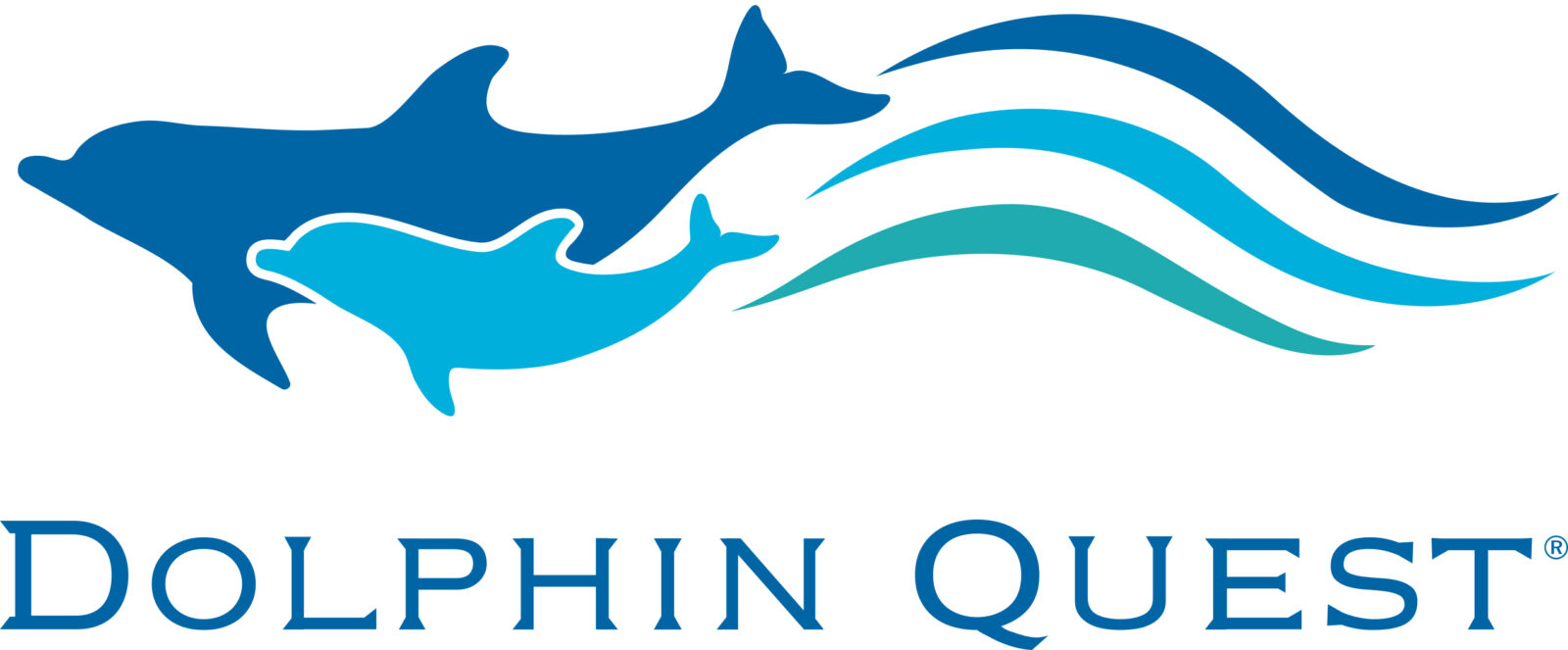 Bermuda Wild Dolphin Project | Dolphin Quest