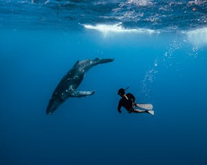 a man swimming with a humpback whale