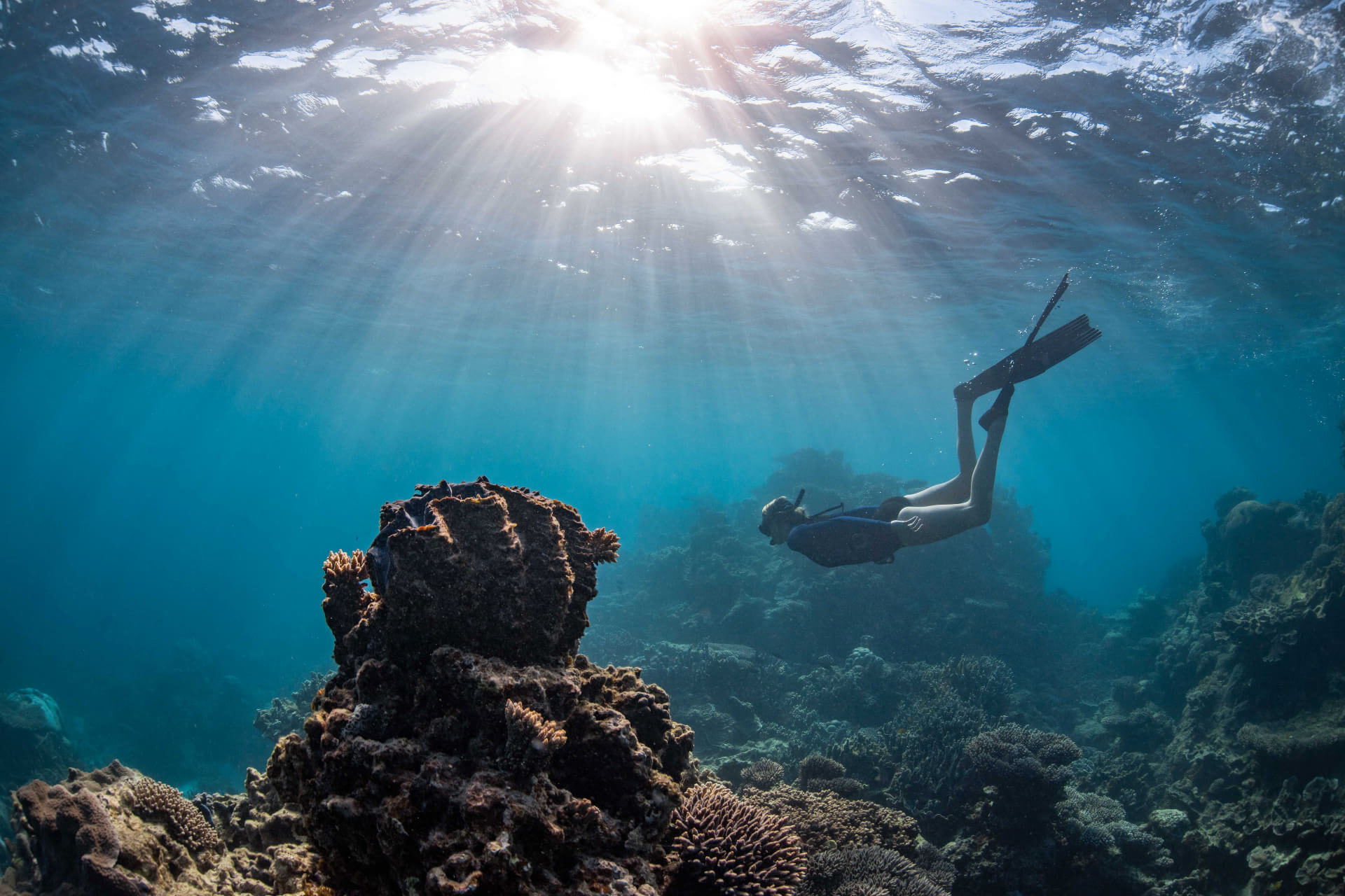 Diving & Snorkeling In Coral Bay, WA | Ningaloo Reef Dive