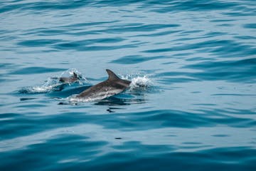 dolphins swimming in water