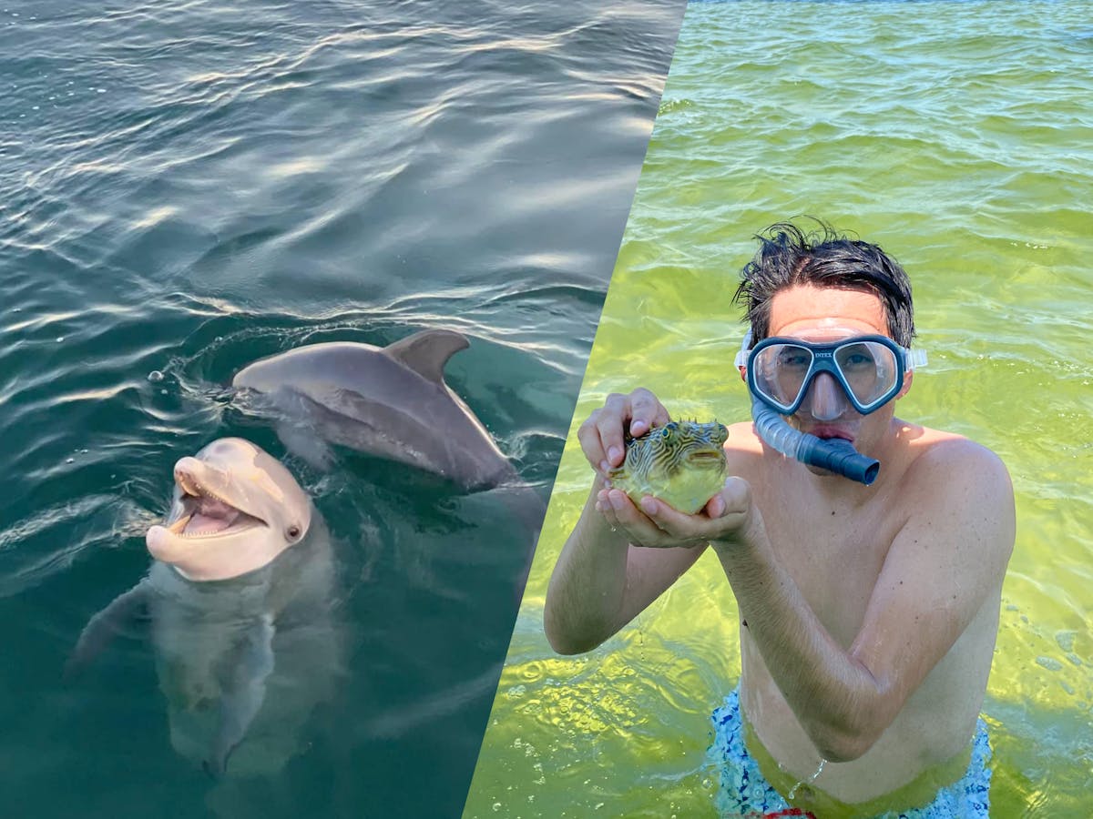 Photo with dolphins and snorkeling