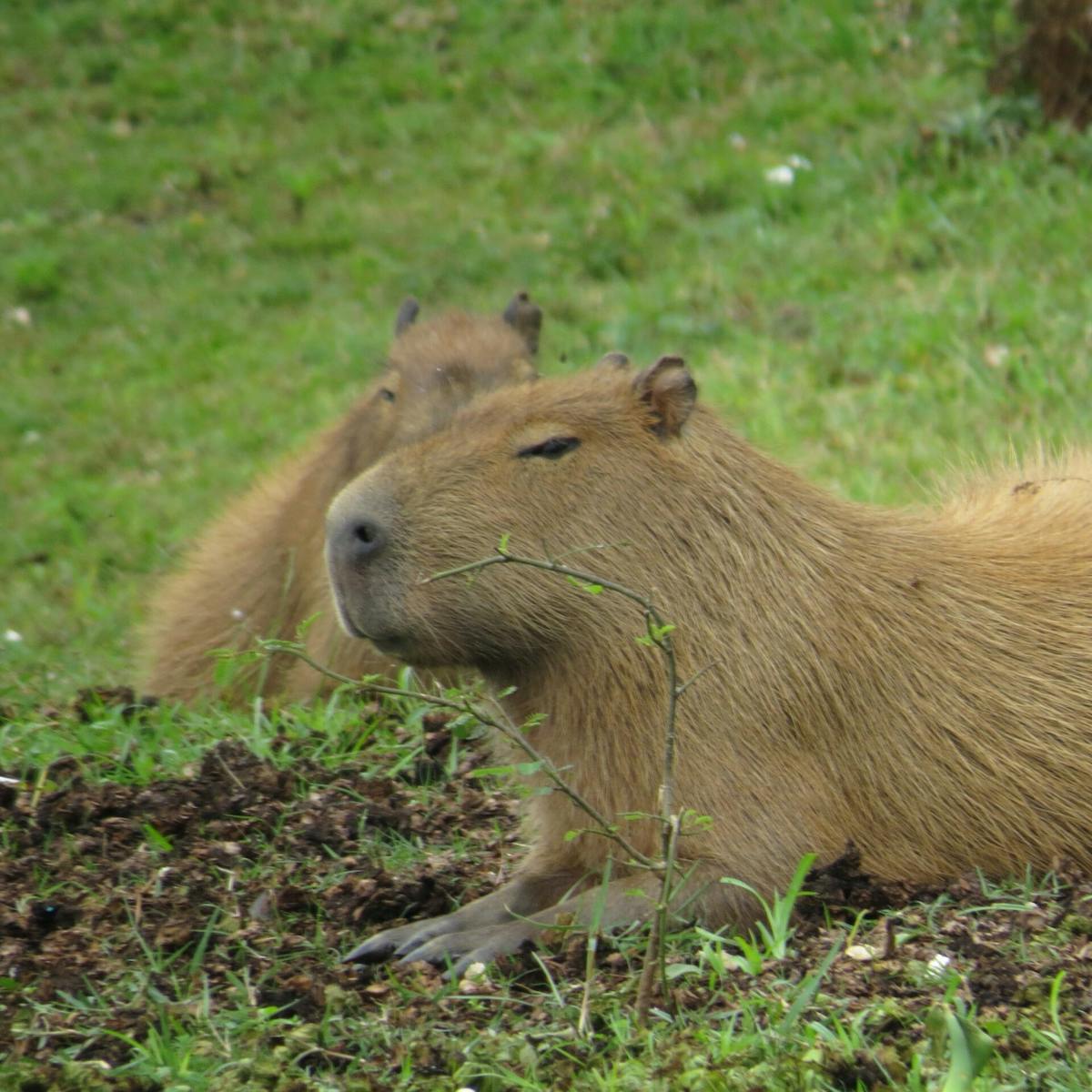 a rodent in a grassy field