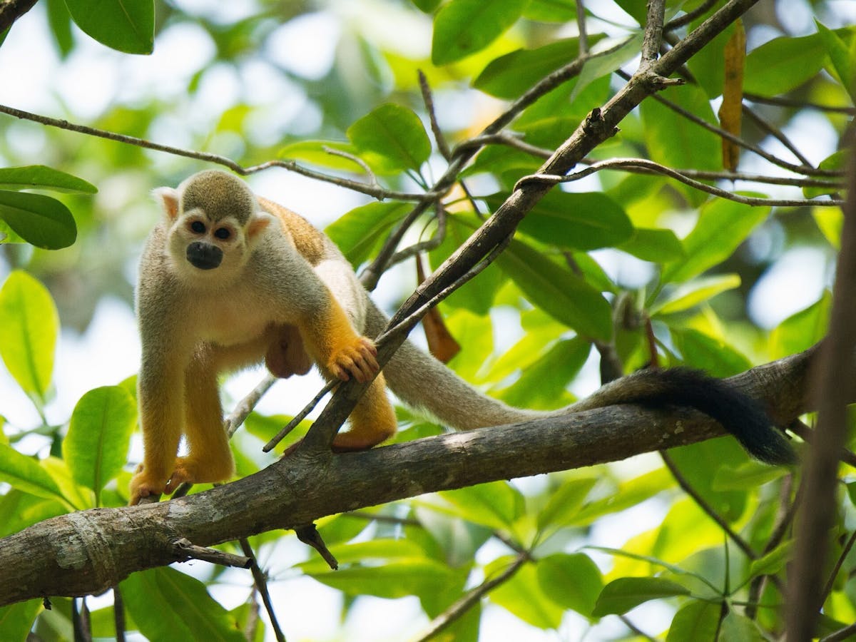 a small monkey perched on a tree branch