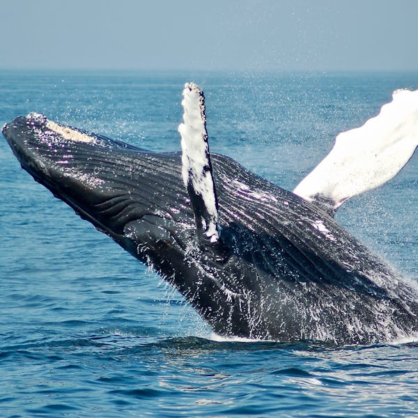 a whale splashing in a body of water
