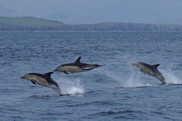 a pod of dolphins jumping over a body of water