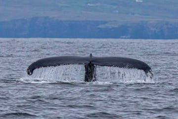 Whale Watching Dingle Ireland