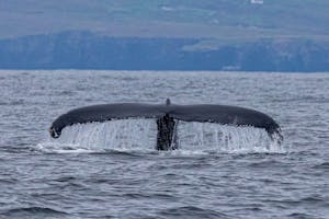 Whale Watching Dingle Ireland 
