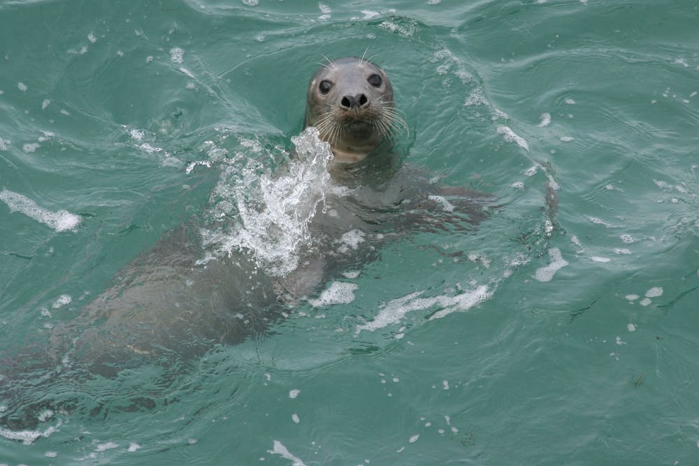 a seal is swimming in the water