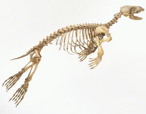 Harbor Seal Skeleton