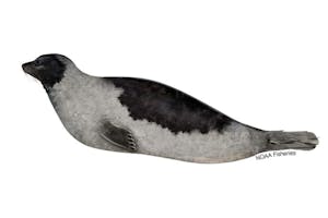 Harp Seal adult - note black back
