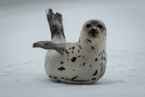 Harp seal juvenile - "beater" phase
