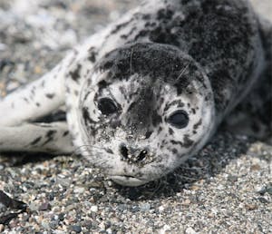 Harbor seal juvenile close up - note dog like face