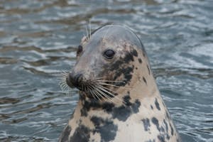 Gray Seal close up - note the horse face