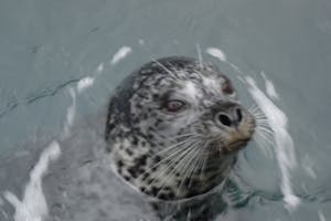 a close up of a seal poking its head out of the water