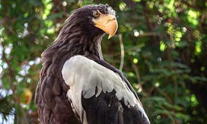 Steller's Sea Eagle in Captivity