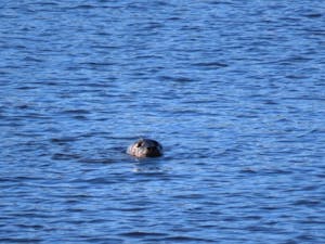 Puppy like head of a seal sticks above rippled water