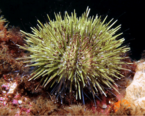 A close up of a green sea urchin, a fist sized spiny animal