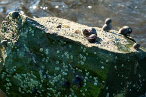A rock in the intertidal zone showing barnacles and periwnkle snails