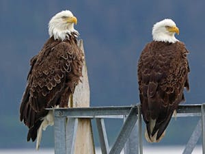 Two bald eagles sitting on a metal fence