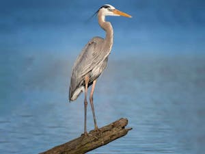 great blue heron perched on a log near the water