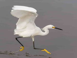 Snowy egret running across shallow water