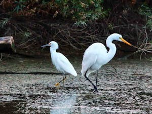 Great Egret on the right next to a Snowy Egret on the left