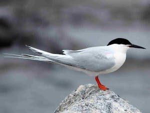 A roseate tern perched on a rock