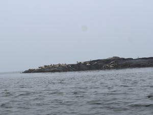 A large number of seals hauled out on a rock above the water