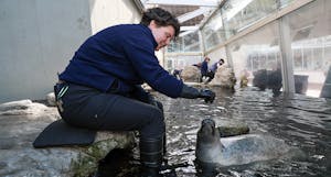 A zookeeper feeds a harbor seal at the New England Aquarium