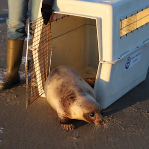 A rescued seal pup crawling out of a carrying crate