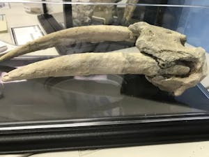 A fossilized walrus skull in a display case