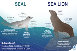 An infographic depicting the difference between "eared" sea lions and "earless" seals 