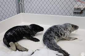 Two seal pups laying side by side with opposite color patterns