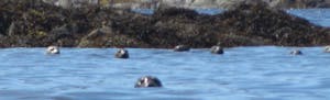 A handful of seals with heads poking out of the water, a large rock in the background