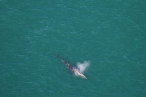 Aerial photo of grey whale with distinctive heart shaped spout