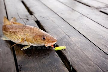 a close up of a fish on a wooden bench